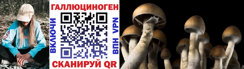 Купить где  Ленинградская  Галлюциногенные грибы мицелий 